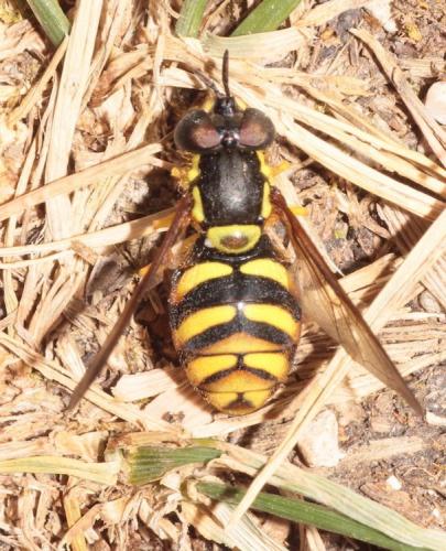 Réf. 289 785 : Chrysotoxum intermedium